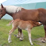 Urlaub Am Bio-bauernhof Liebchen בית חווה Zeutschach