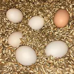 בית חווה Urlaub Am Bio-bauernhof Liebchen Zeutschach