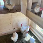 Urlaub Am Bio-bauernhof Liebchen *