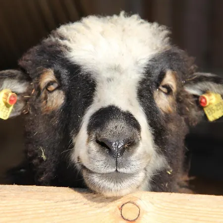 Urlaub Am Bio-bauernhof Liebchen Zeutschach