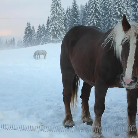 Urlaub Am Bio-bauernhof Liebchen Zeutschach