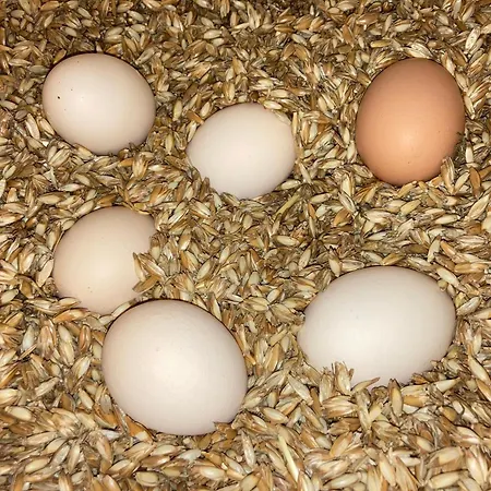 Feriegård Urlaub Am Bio-bauernhof Liebchen Zeutschach