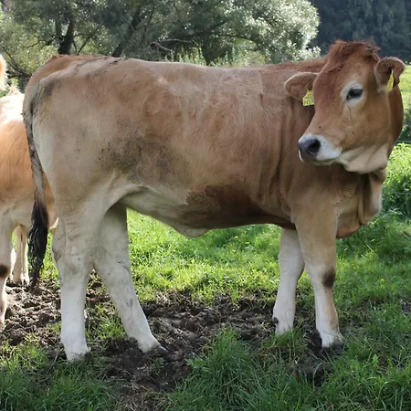 Urlaub Am Bio-bauernhof Liebchen Feriegård