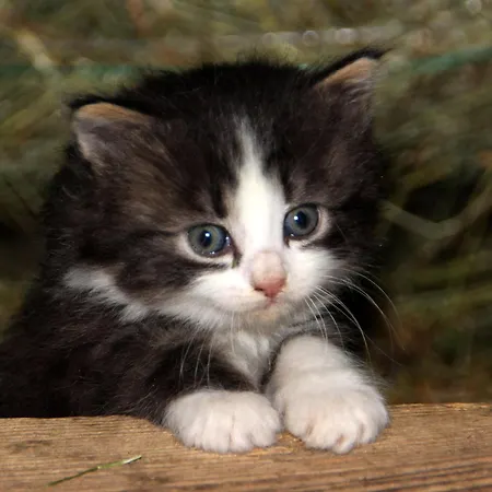 Urlaub Am Bio-bauernhof Liebchen Feriegård *