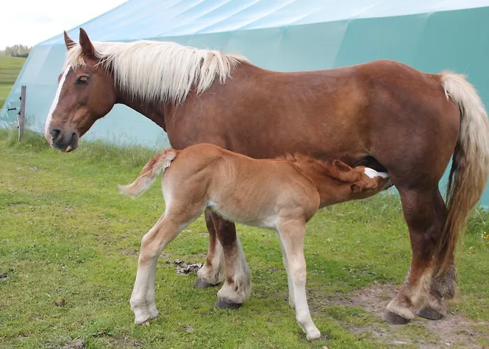 Urlaub Am Bio-bauernhof Liebchen Vakantieboerderij Zeutschach