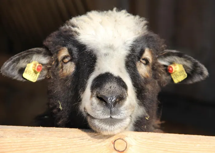 Urlaub Am Bio-bauernhof Liebchen Zeutschach