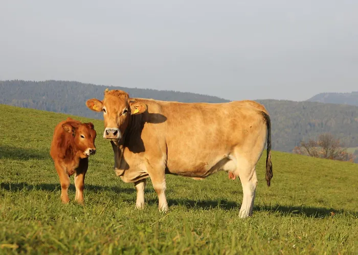 Urlaub Am Bio-bauernhof Liebchen *