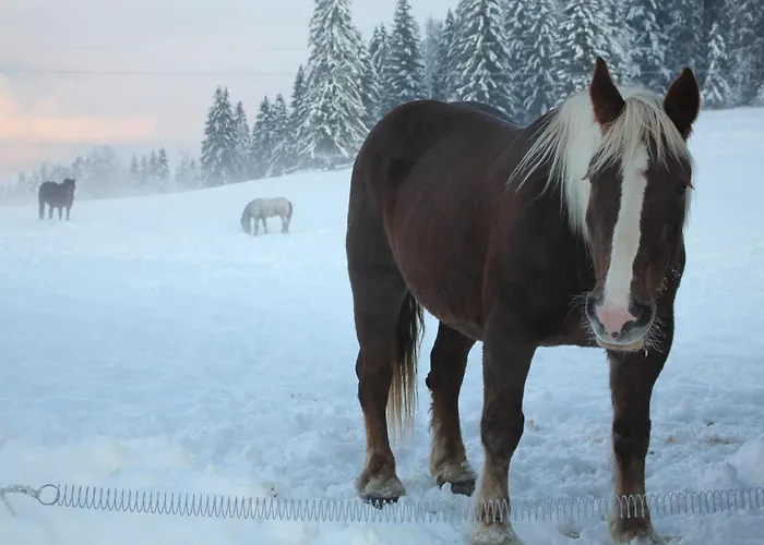 Urlaub Am Bio-bauernhof Liebchen Zeutschach