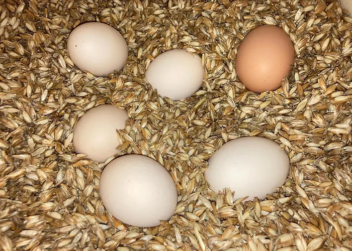 Vakantieboerderij Urlaub Am Bio-bauernhof Liebchen Zeutschach