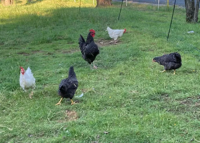 Urlaub Am Bio-bauernhof Liebchen * Zeutschach