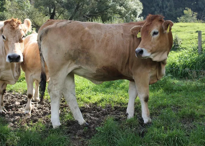 Urlaub Am Bio-bauernhof Liebchen Lantgård