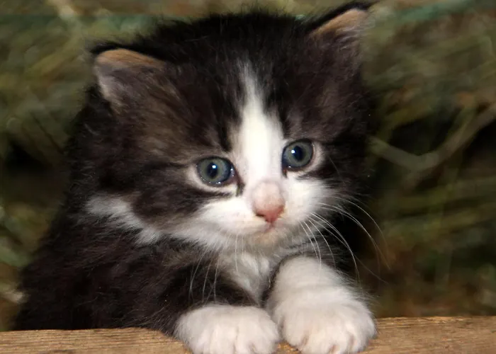 Urlaub Am Bio-bauernhof Liebchen Lantgård *